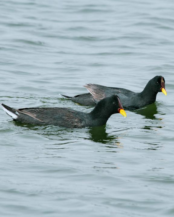 Red-fronted Coot Photo by Nick Athanas