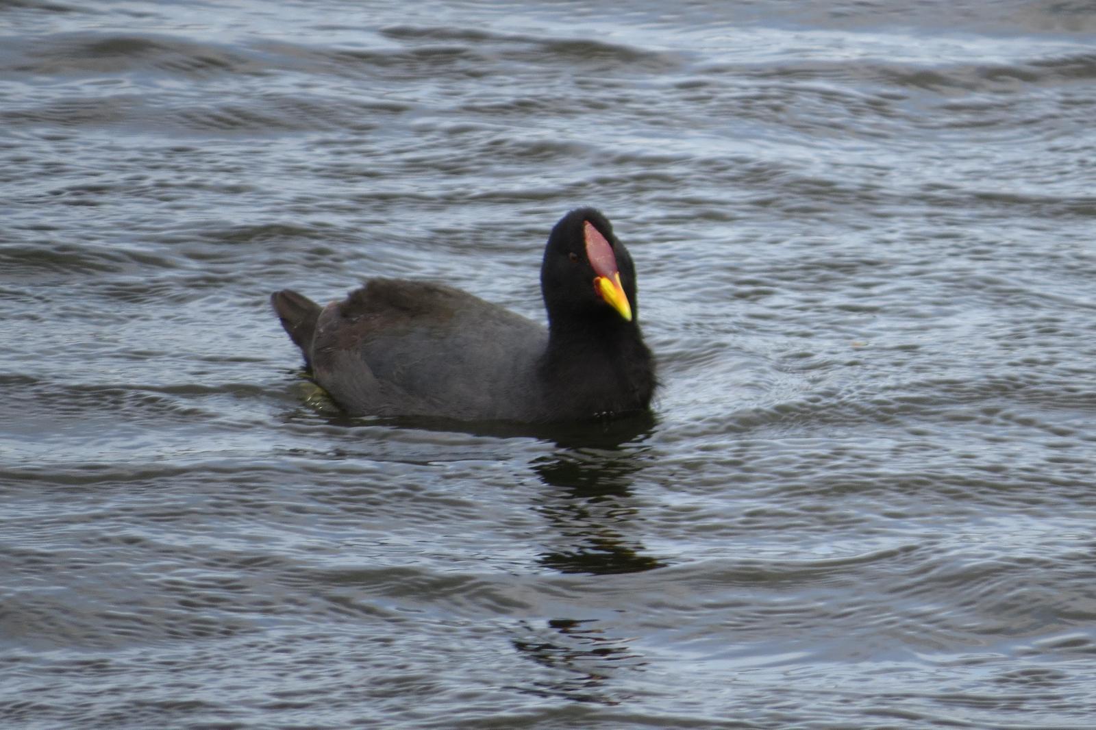 Red-fronted Coot Photo by Jeff Harding