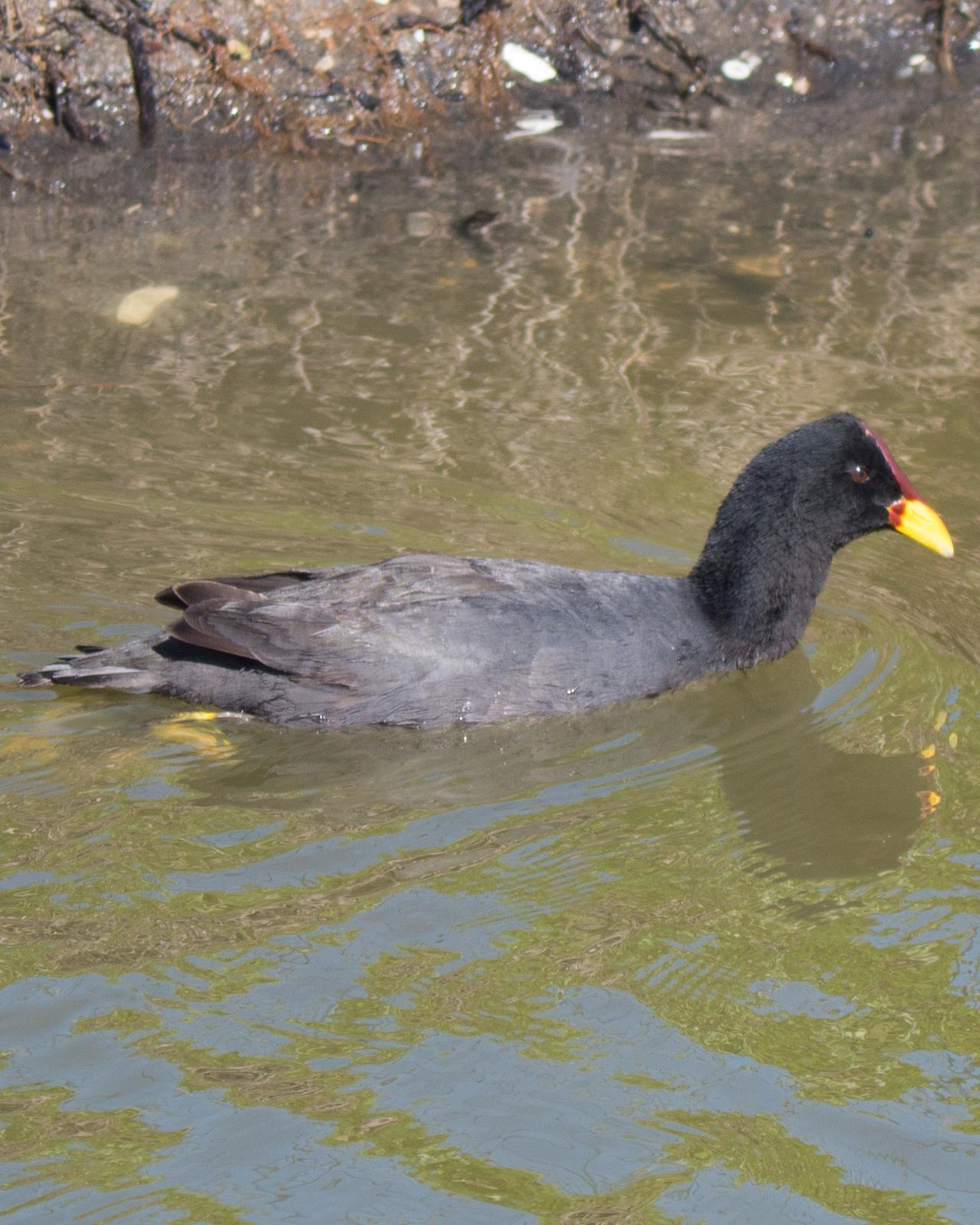Red-fronted Coot Photo by Randy Siebert