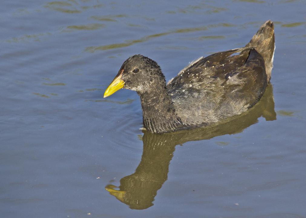Red-fronted Coot Photo by Cristian  Pinto