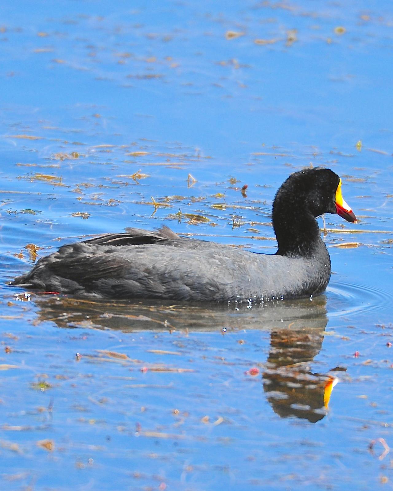 Giant Coot Photo by Gerald Friesen