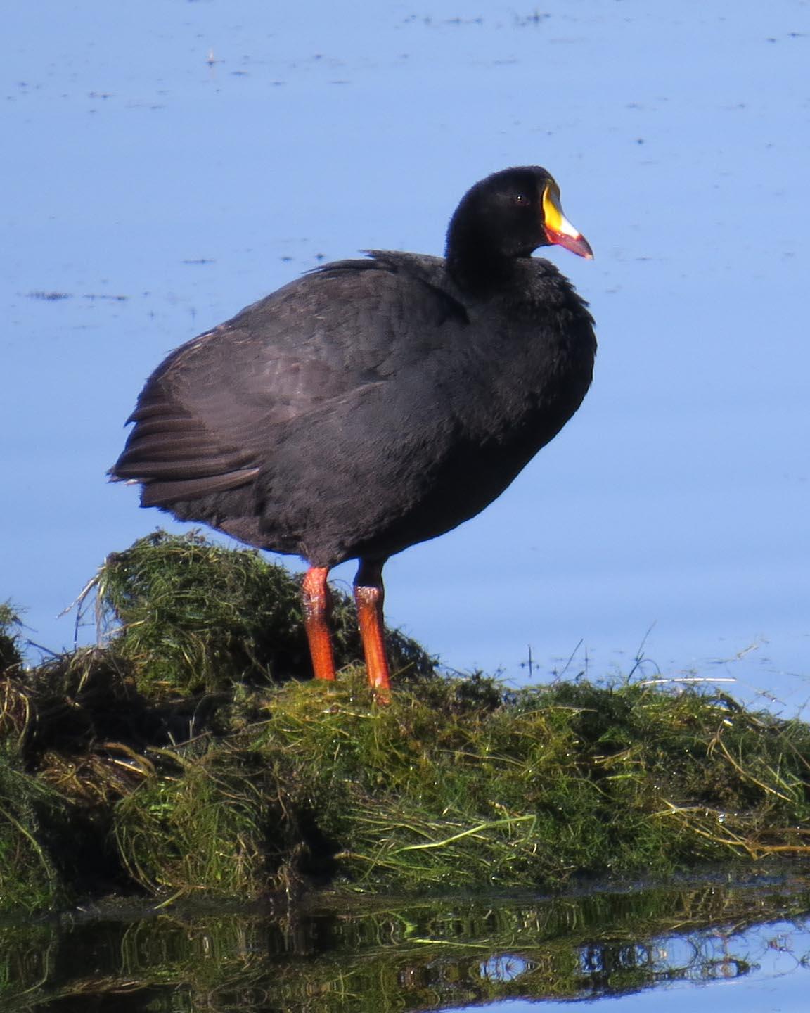Giant Coot Photo by Peter Boesman