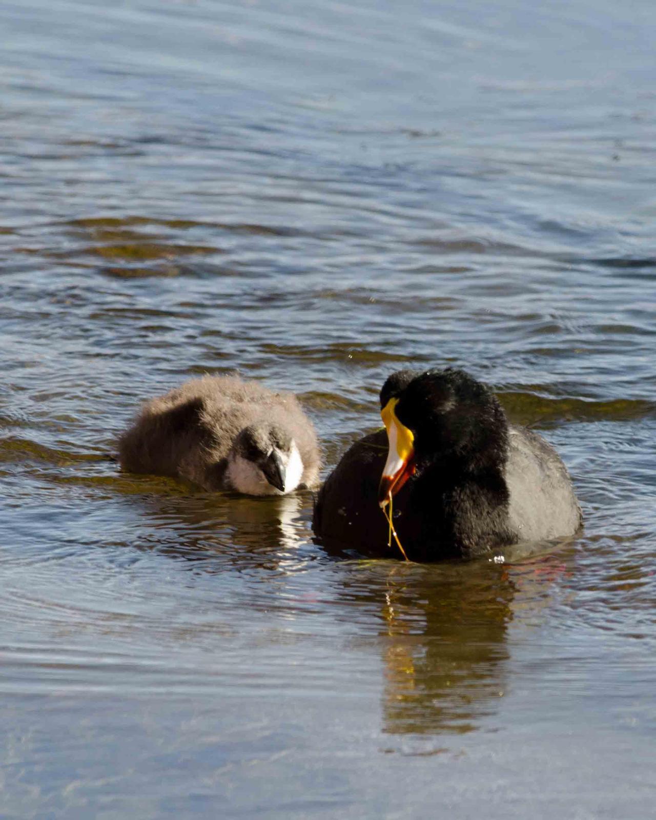 Giant Coot Photo by Bob Hasenick