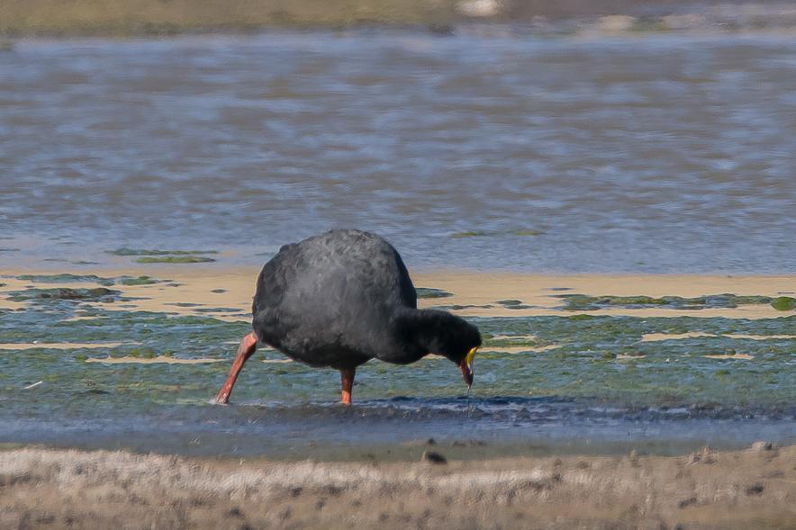 Giant Coot Photo by Gerald Hoekstra