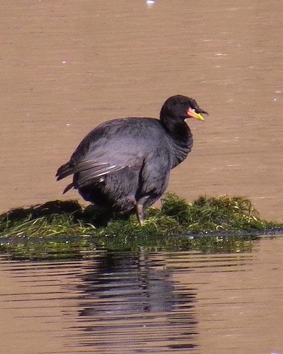 Horned Coot Photo by Peter Boesman