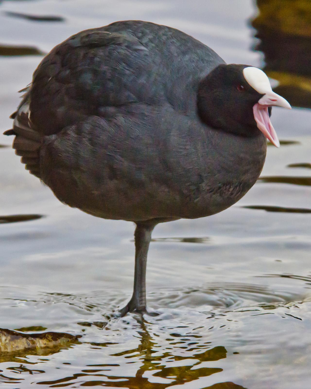 Eurasian Coot Photo by Pete Myers