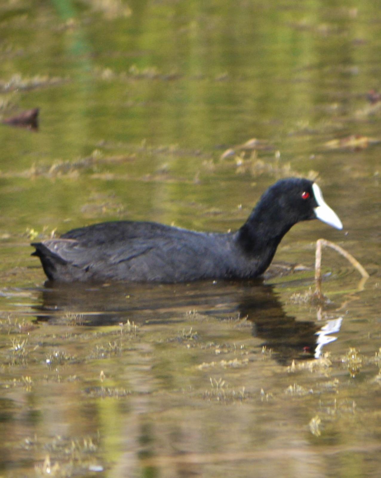 Eurasian Coot Photo by Peter Lowe