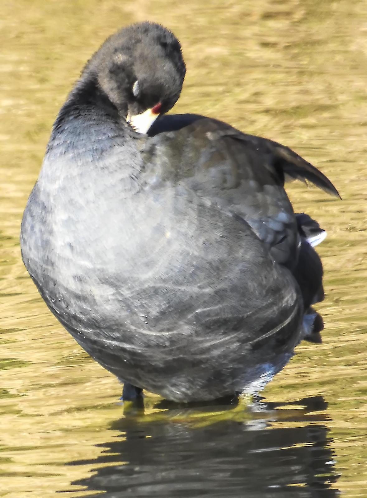 American Coot (Red-shielded) Photo by Dan Tallman