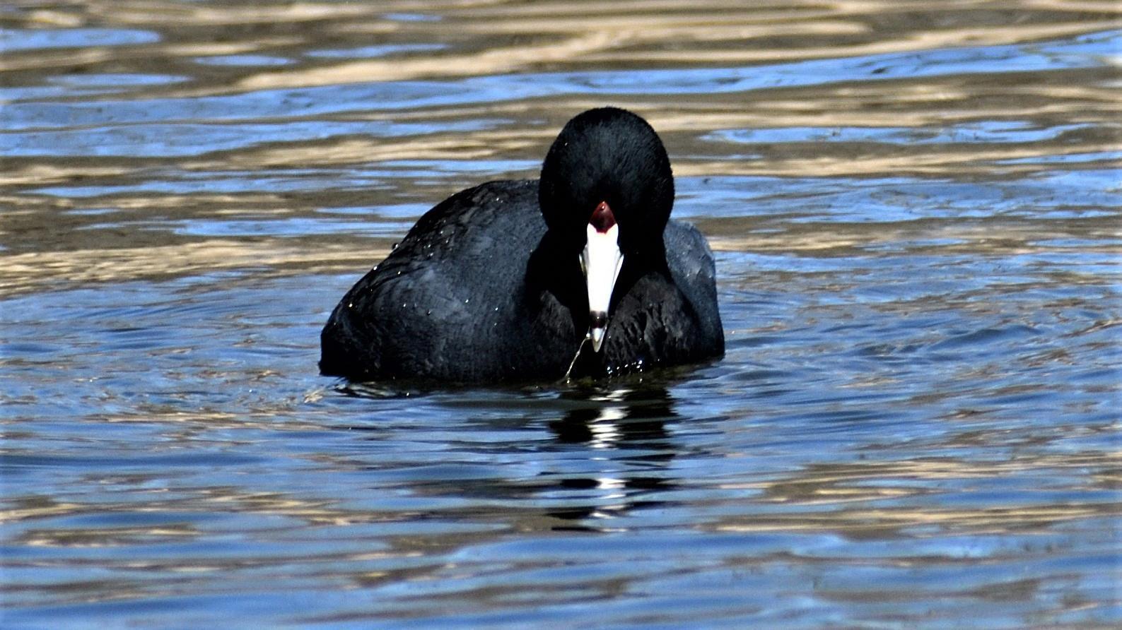 American Coot (Red-shielded) Photo by RM Beck