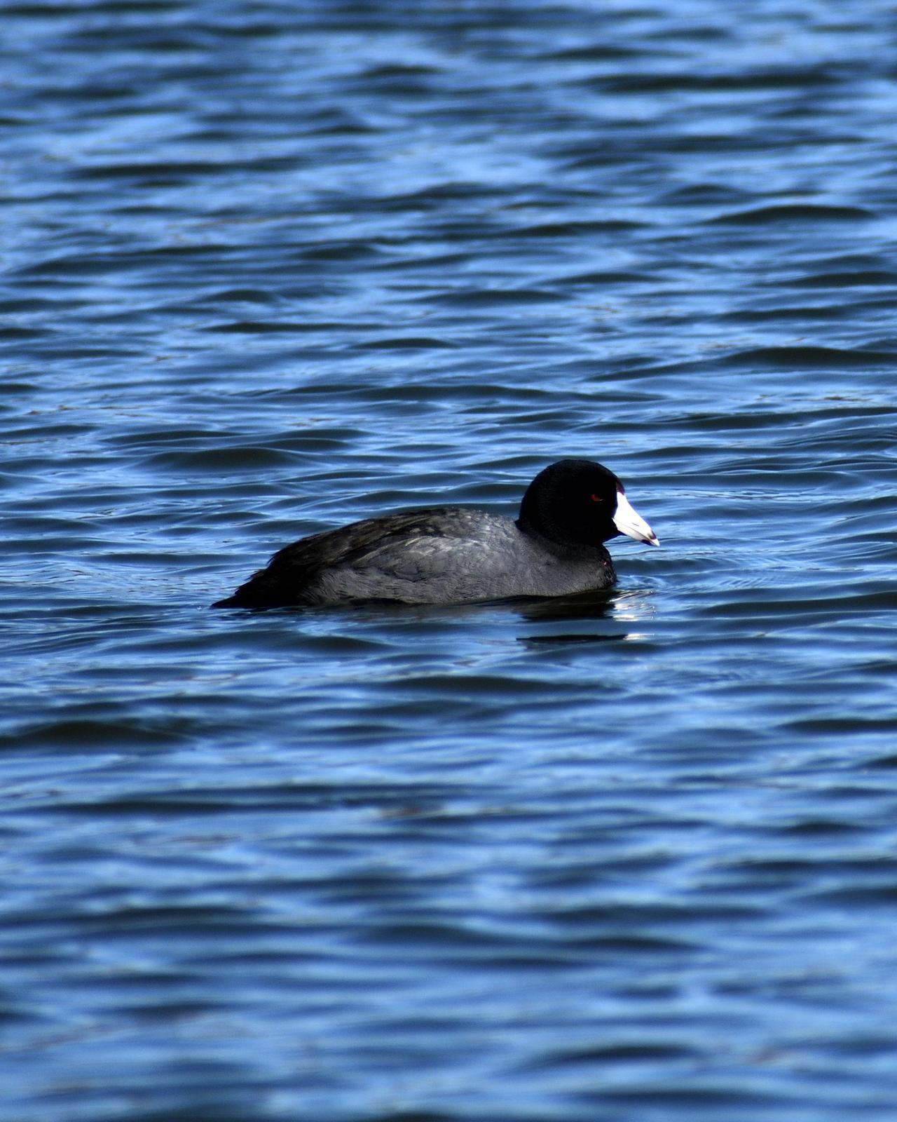 American Coot (Red-shielded) Photo by RM Beck