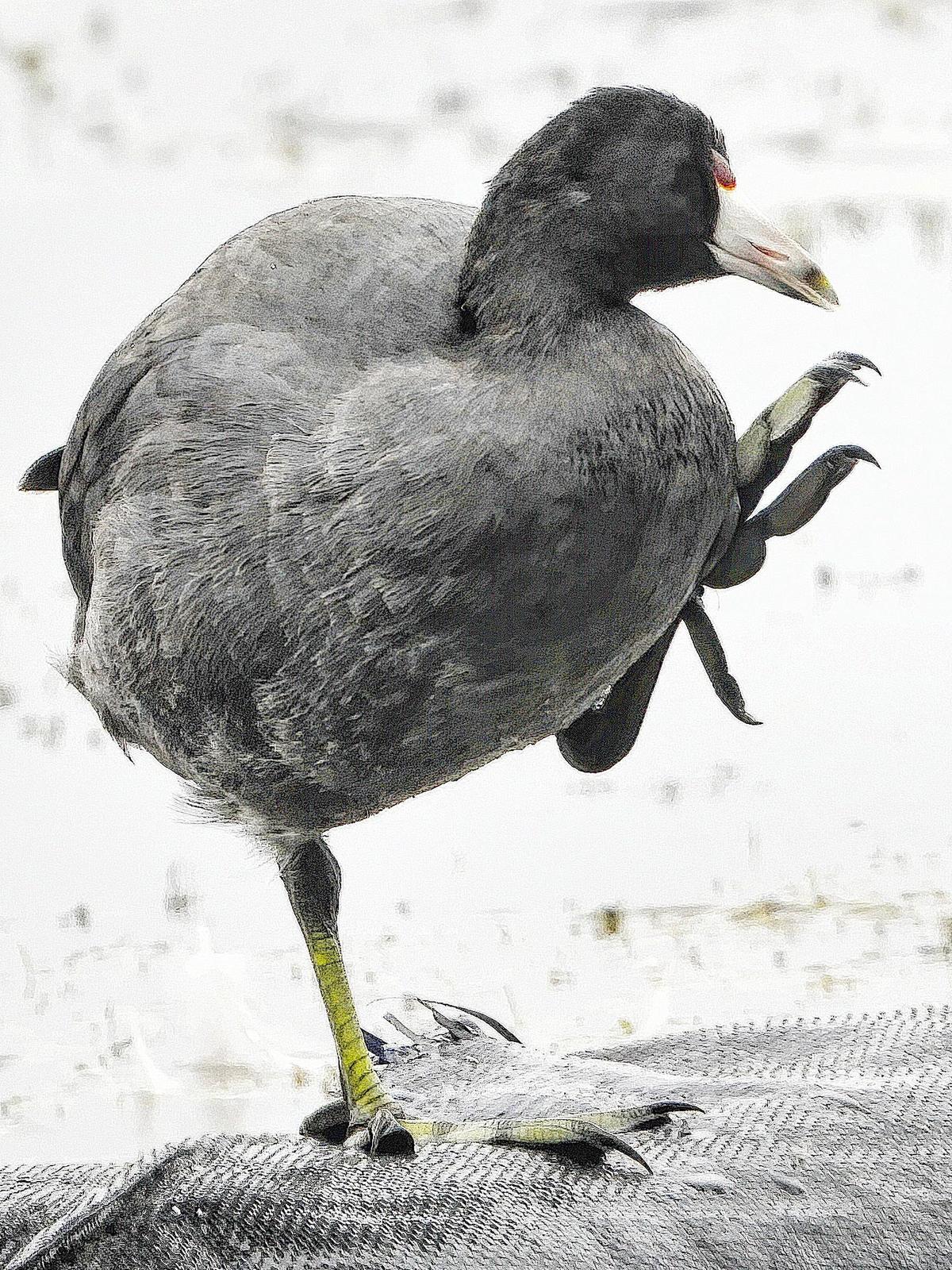 American Coot (Red-shielded) Photo by Dan Tallman