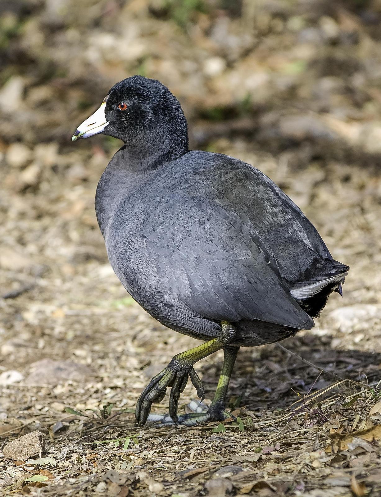 American Coot Photo by Mason Rose