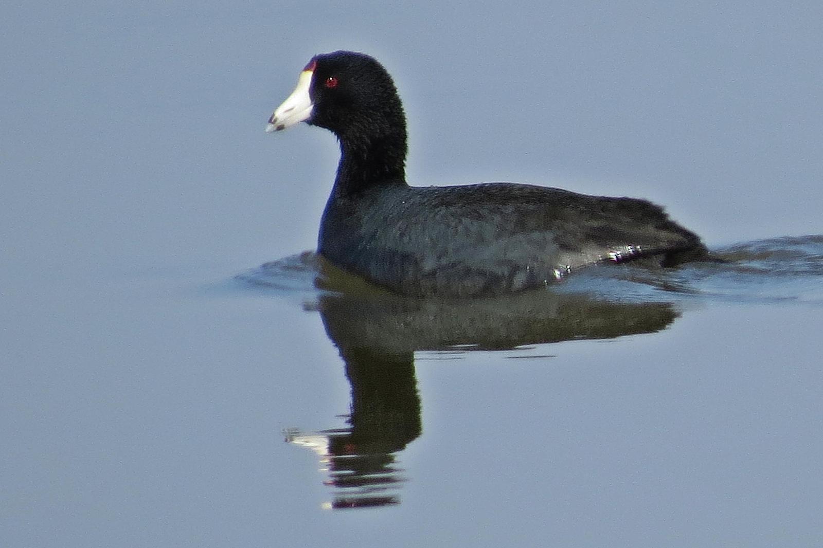 American Coot Photo by Enid Bachman