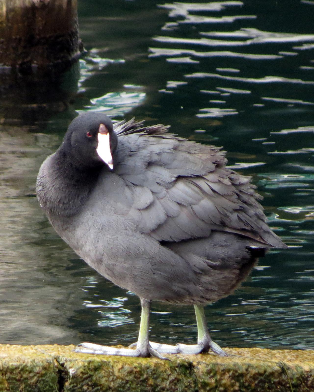 American Coot Photo by Anna E. Wittmer