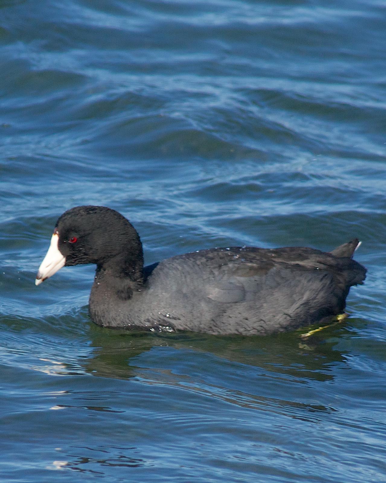 American Coot Photo by Gerald Hoekstra
