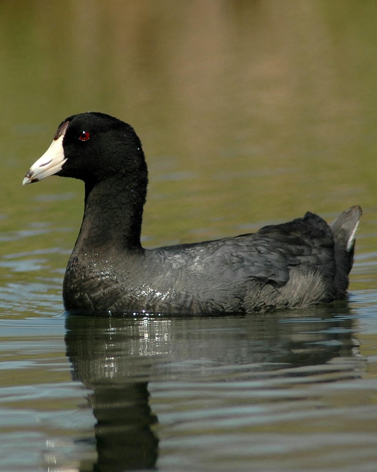 American Coot Photo by David Hollie