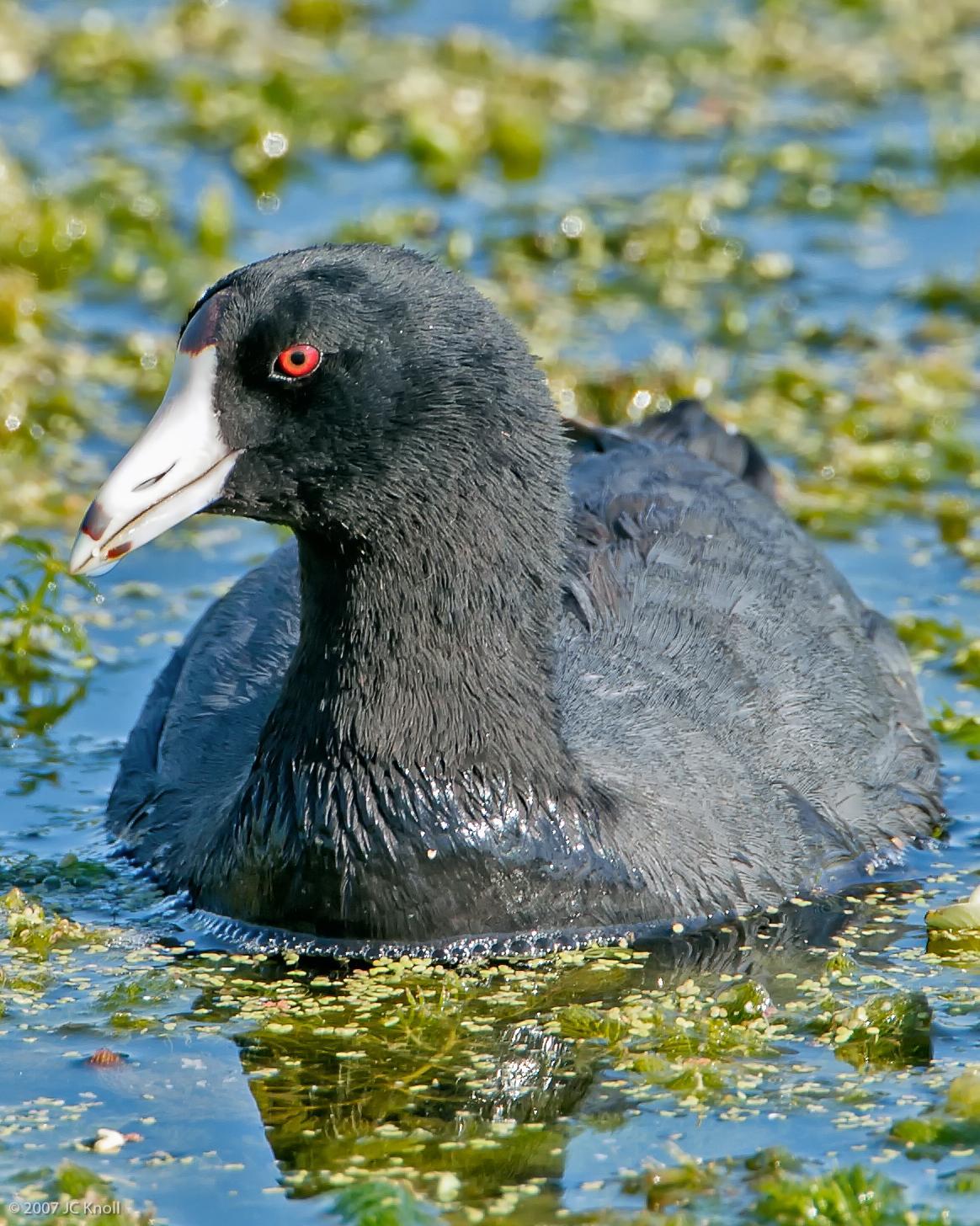 American Coot Photo by JC Knoll