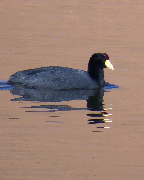 American Coot Photo by Peter Boesman