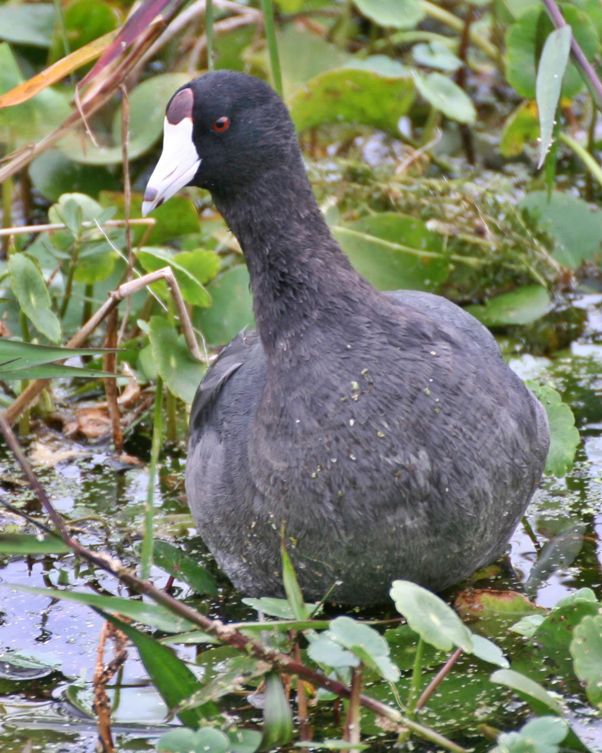 American Coot Photo by Andrew Theus