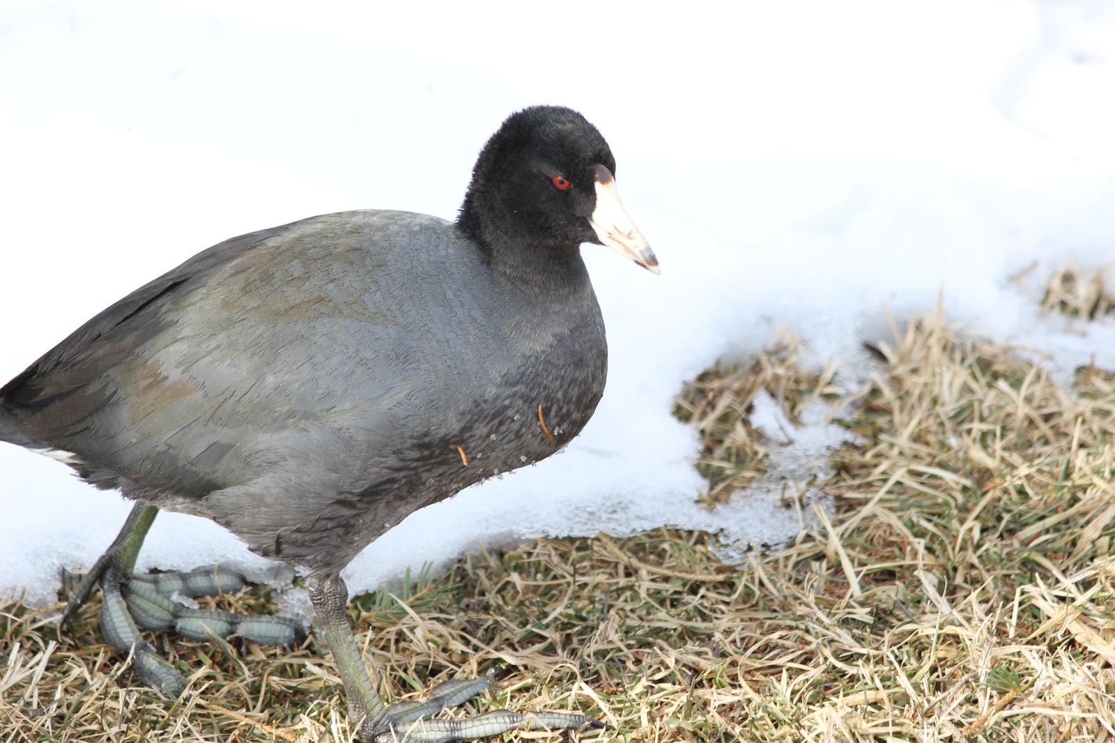 American Coot Photo by Darrin Menzo