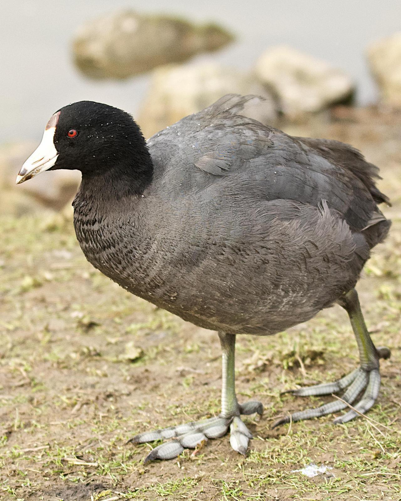 American Coot Photo by Brian Avent