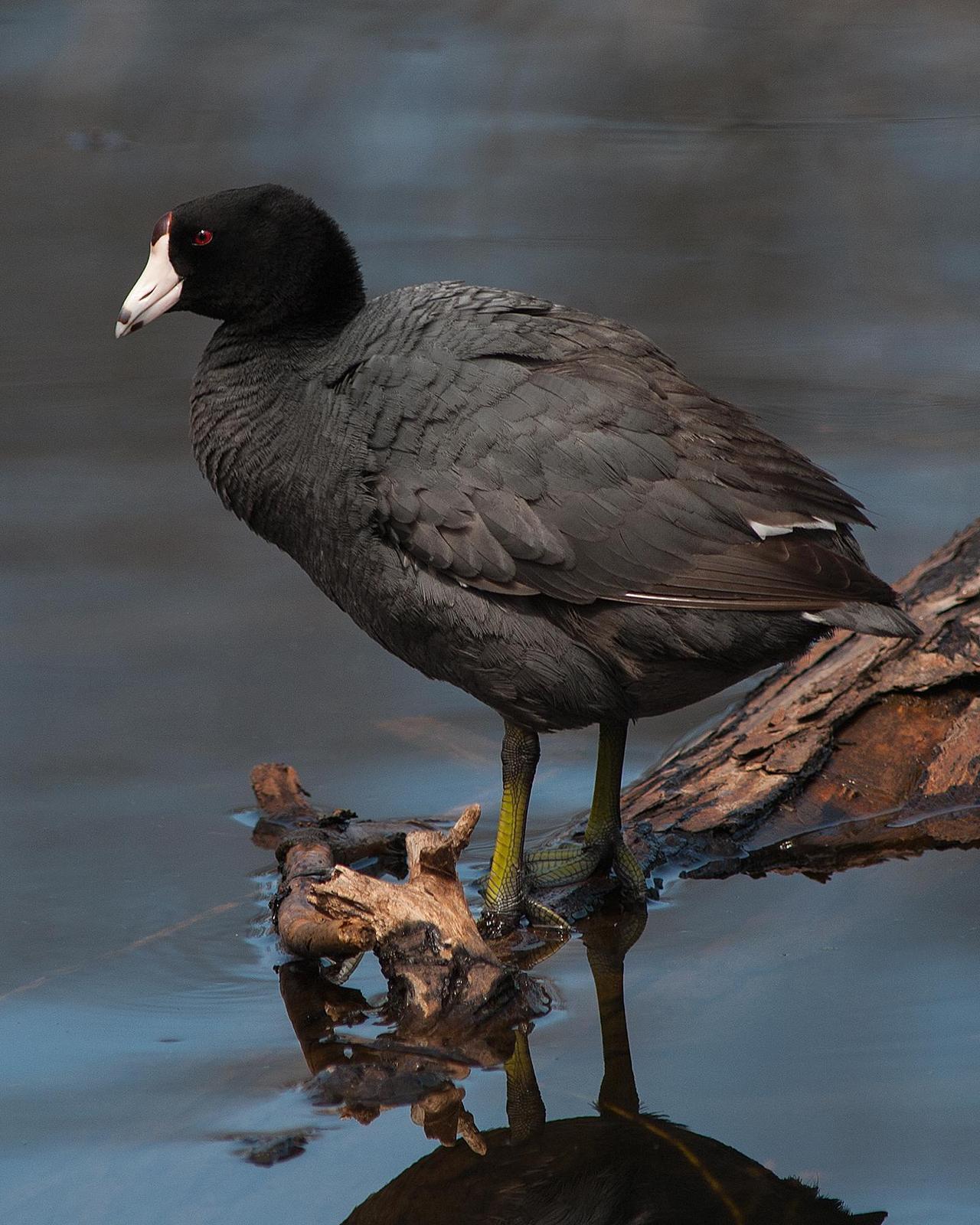 American Coot Photo by Mark Blassage