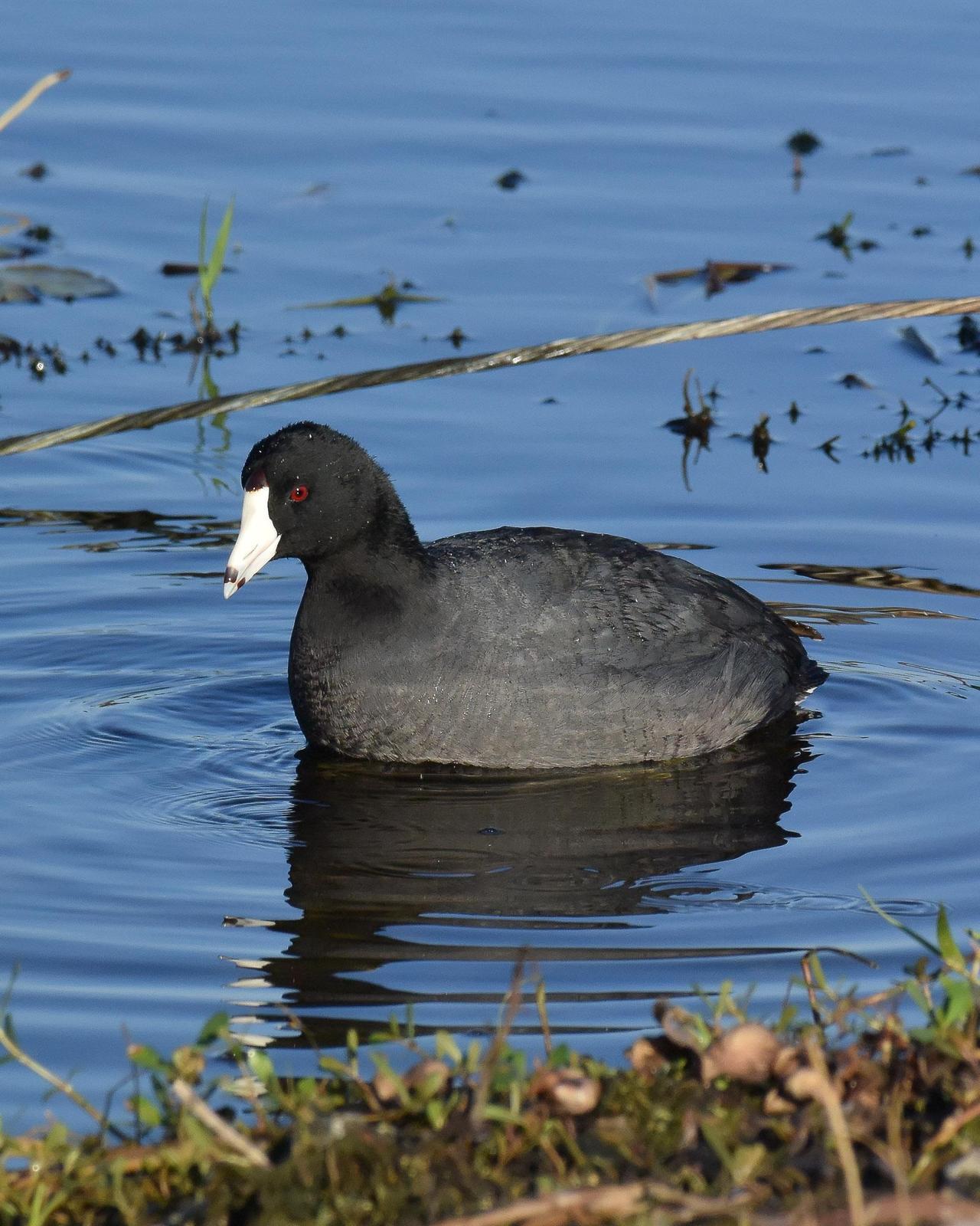 American Coot Photo by Emily Percival