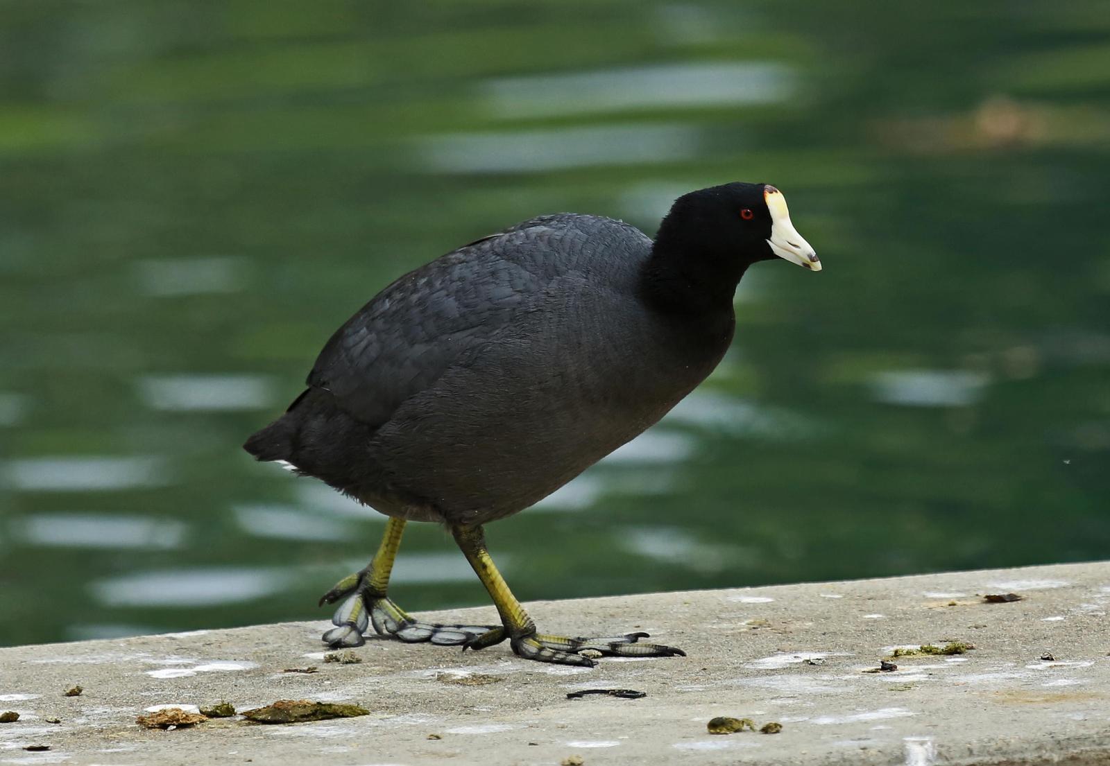 American Coot Photo by Jim  Murray