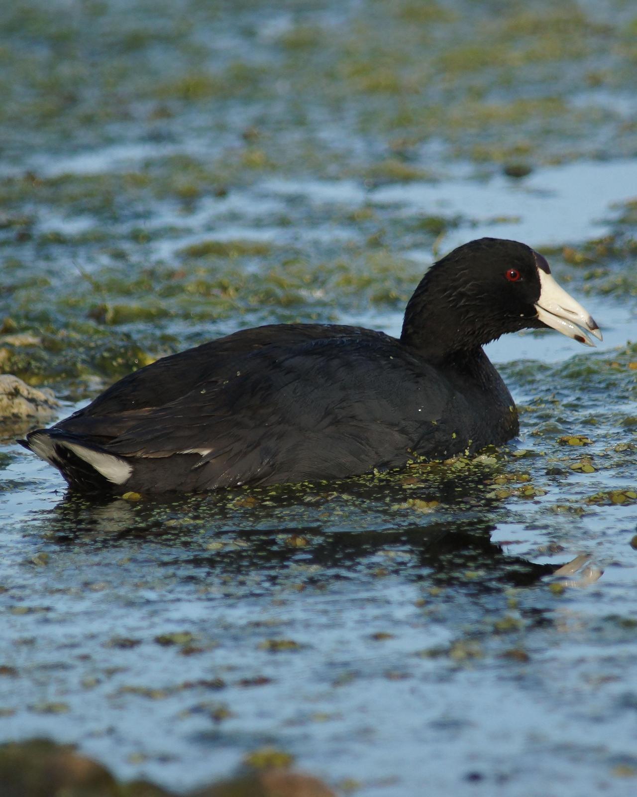 American Coot Photo by Steve Percival