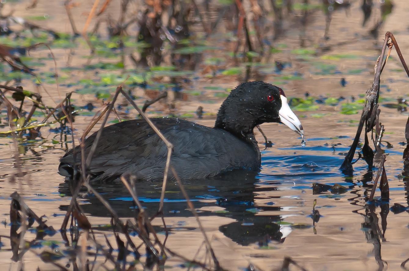 American Coot Photo by Mason Rose