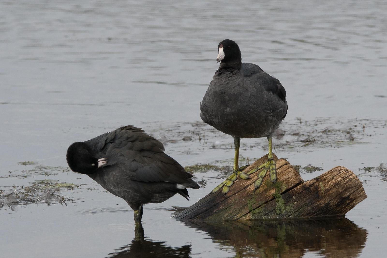 American Coot Photo by Gerald Hoekstra