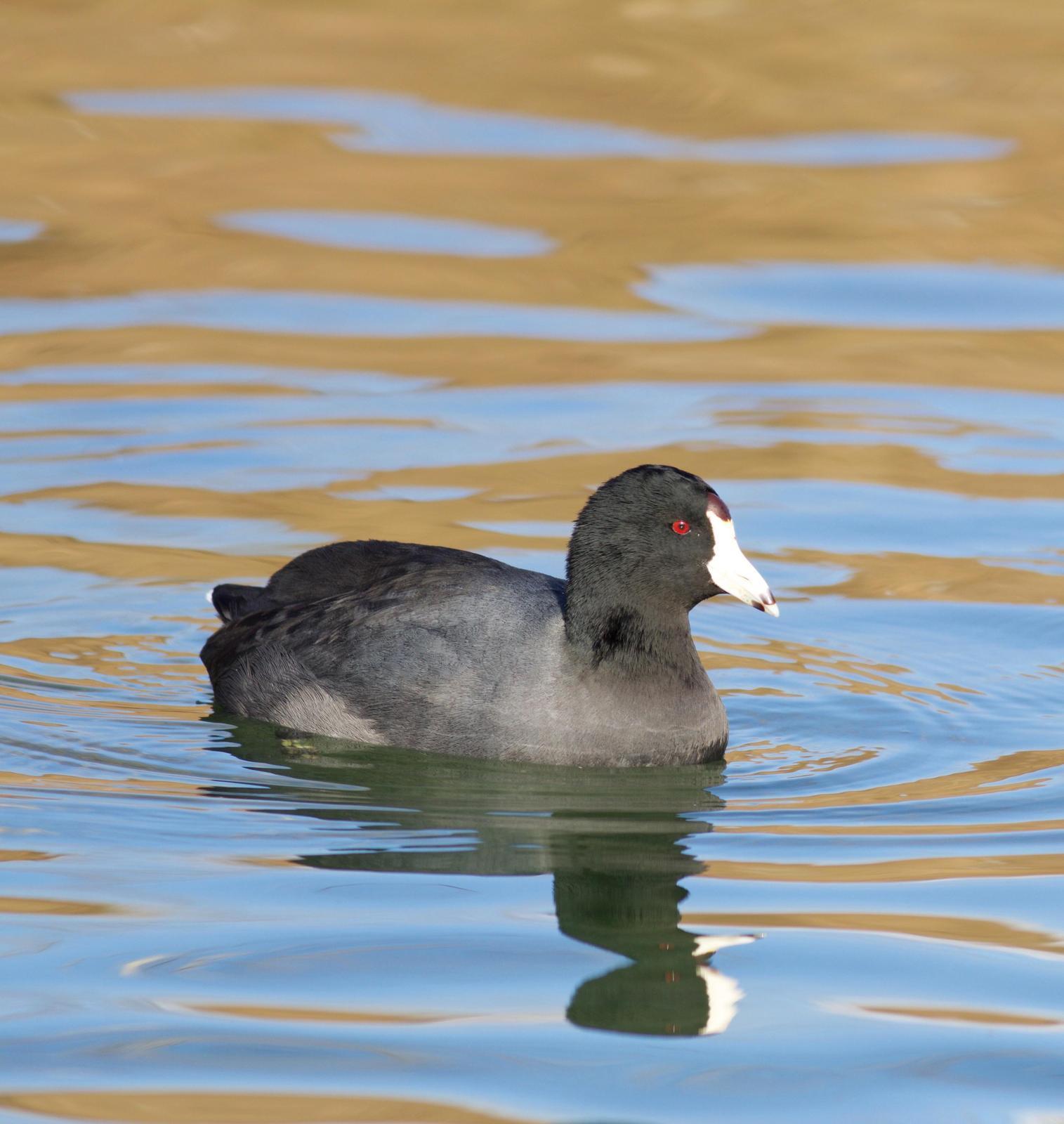 American Coot Photo by Kathryn Keith