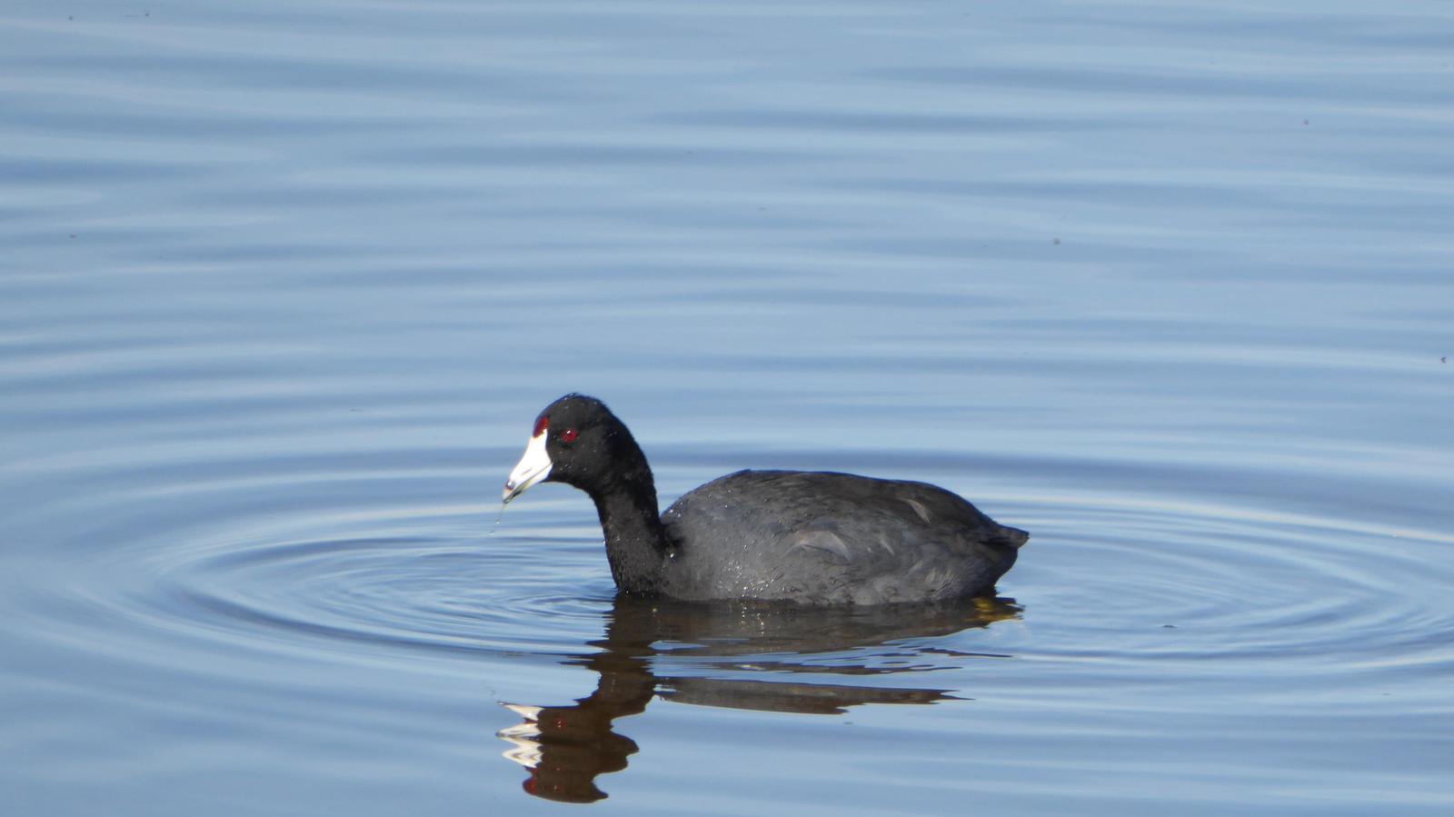 American Coot Photo by Daliel Leite