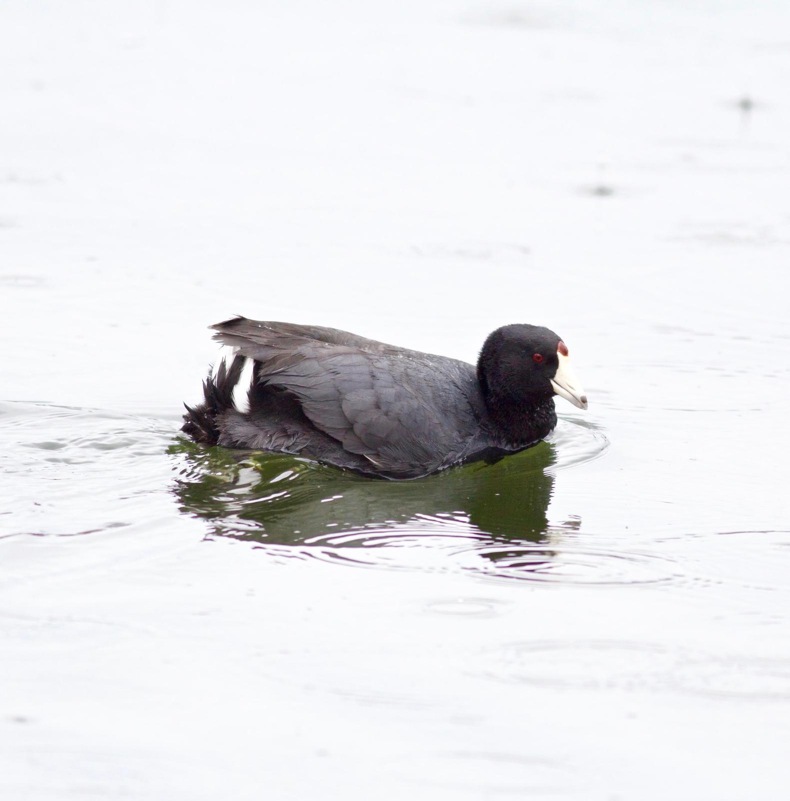 American Coot Photo by Kathryn Keith