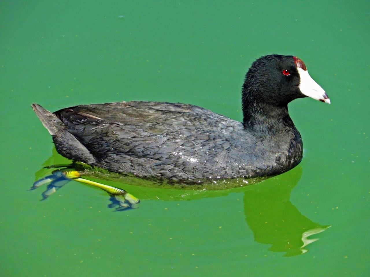 American Coot Photo by Neil Butchard
