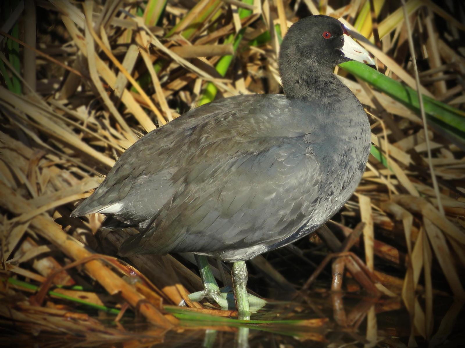 American Coot Photo by Bob Neugebauer