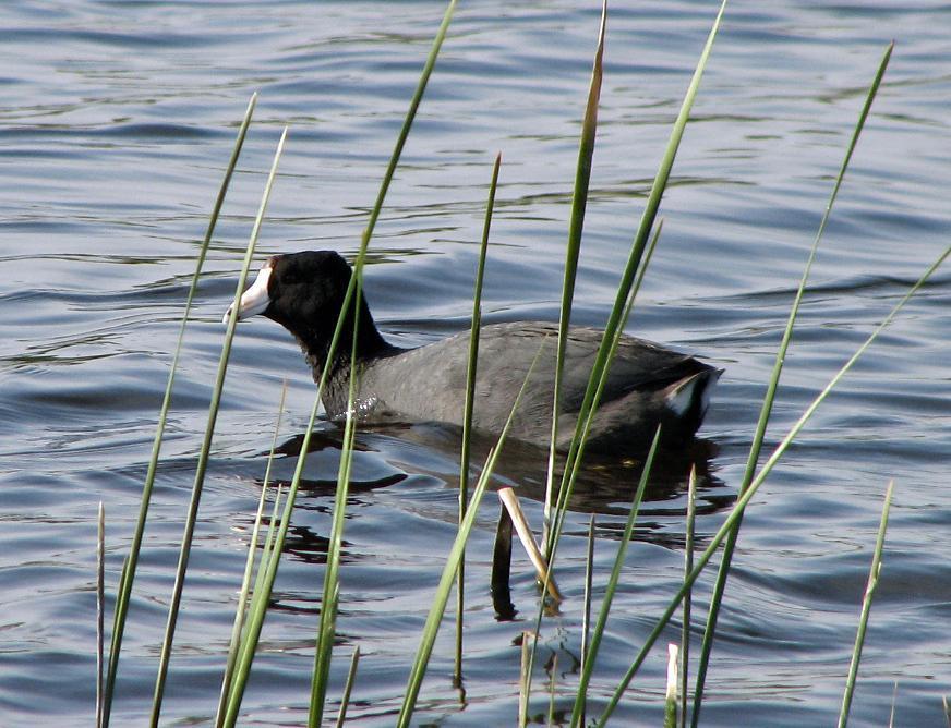 American Coot Photo by Tom Gannon