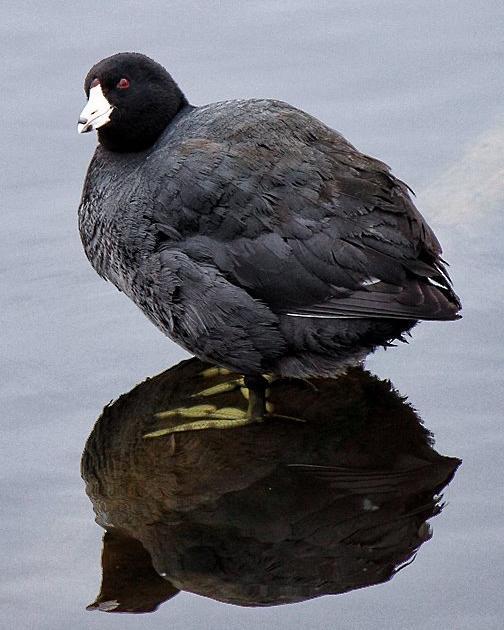 American Coot Photo by Kelly Lenihan