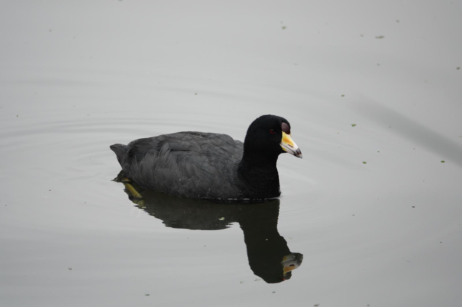 American Coot Photo by Bonnie Clarfield-Bylin