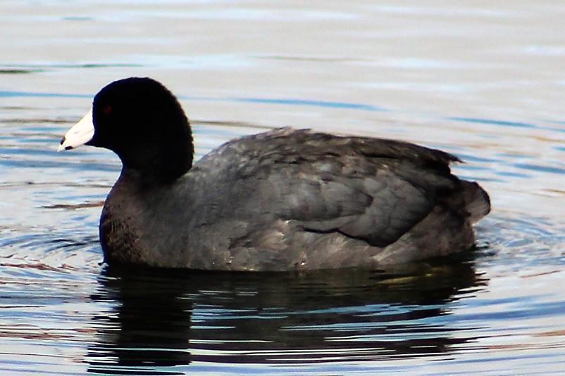 American Coot Photo by Tony Heindel