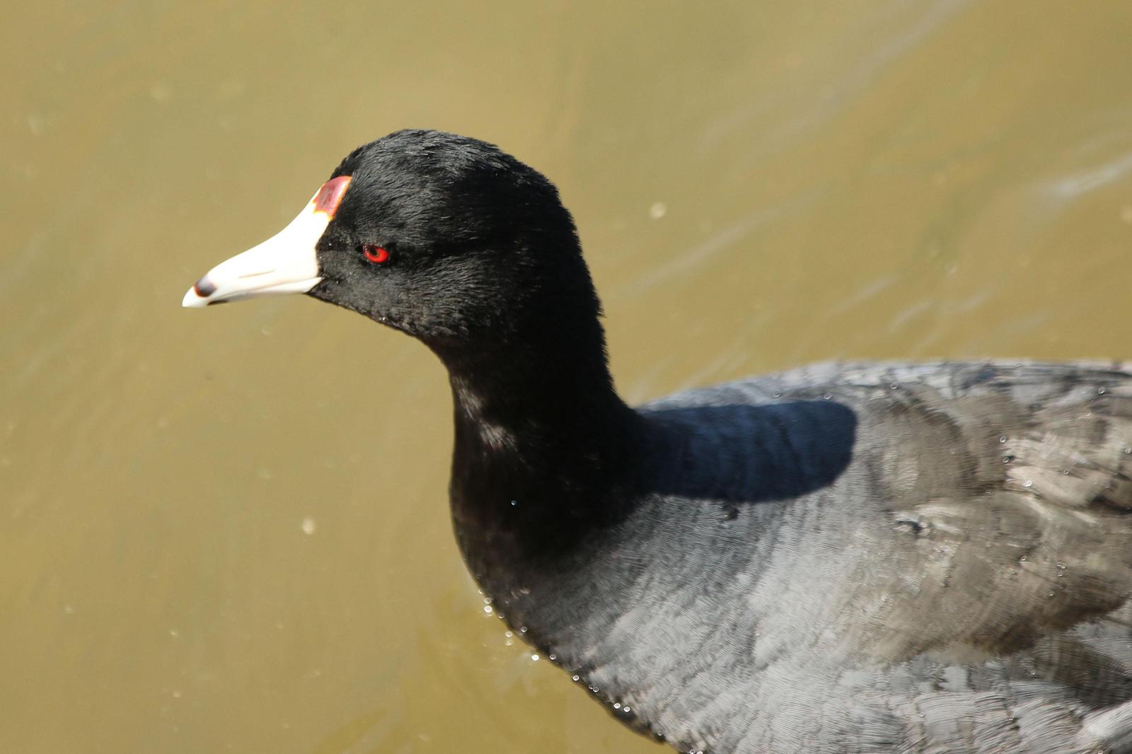 American Coot Photo by Kristy Baker