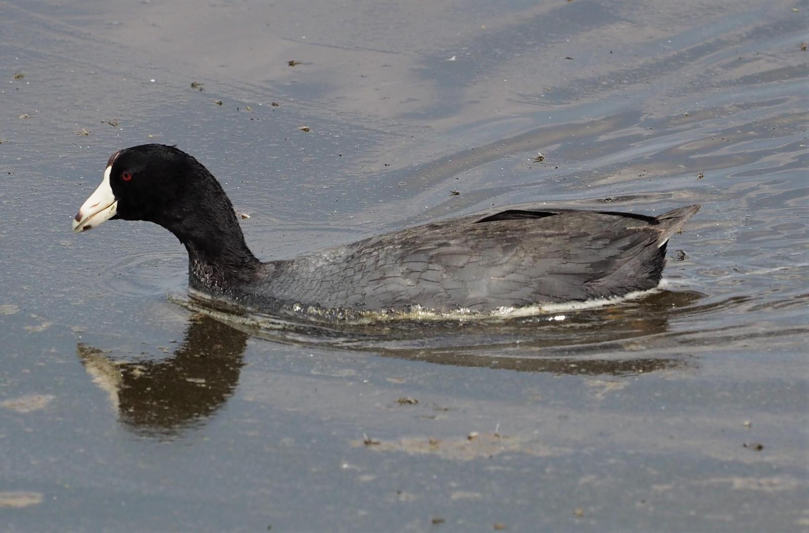 American Coot Photo by Colin Hill