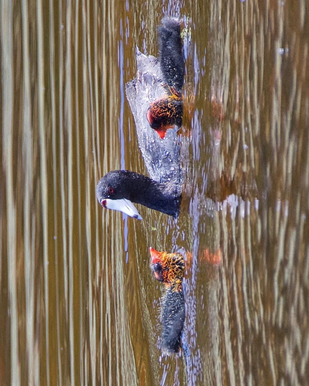 American Coot Photo by Brian Avent