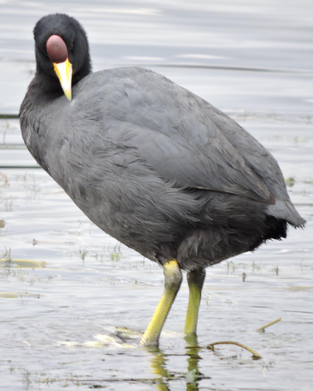 Slate-colored Coot Photo by Peter Lowe
