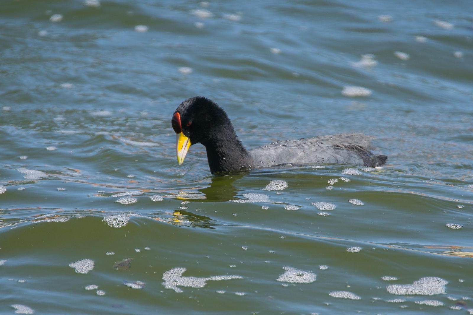 Slate-colored Coot Photo by Gerald Hoekstra