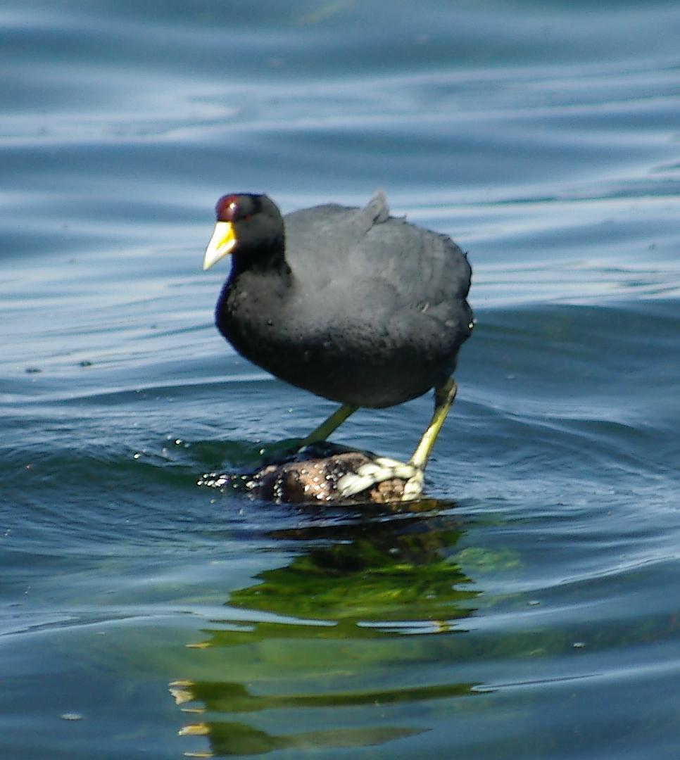 Slate-colored Coot Photo by Kent Jensen