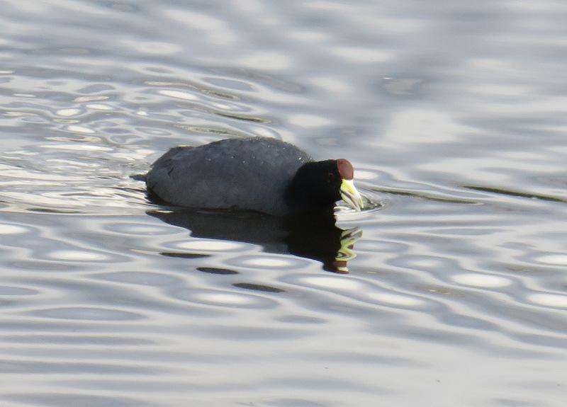 Slate-colored Coot Photo by Jeff Harding