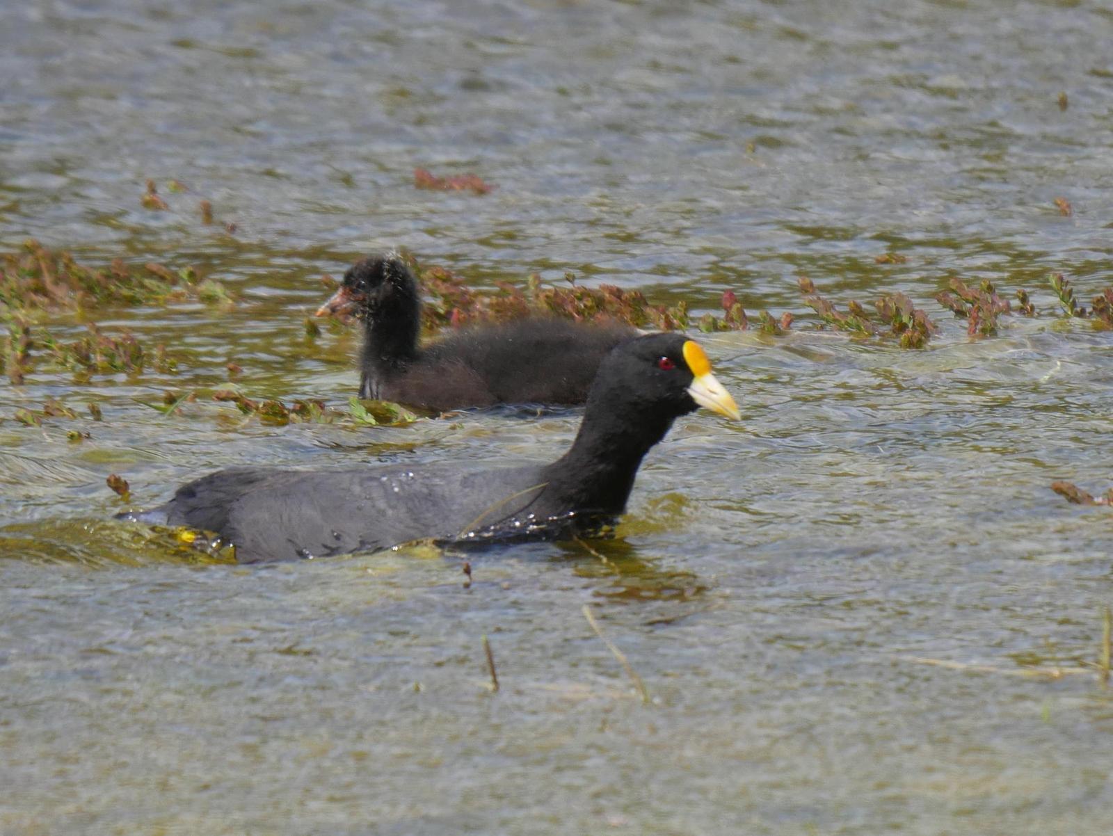 White-winged Coot Photo by Peter Lowe