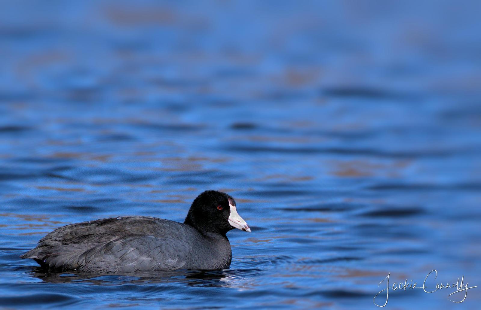 coot sp. Photo by Jackie Connelly-Fornuff