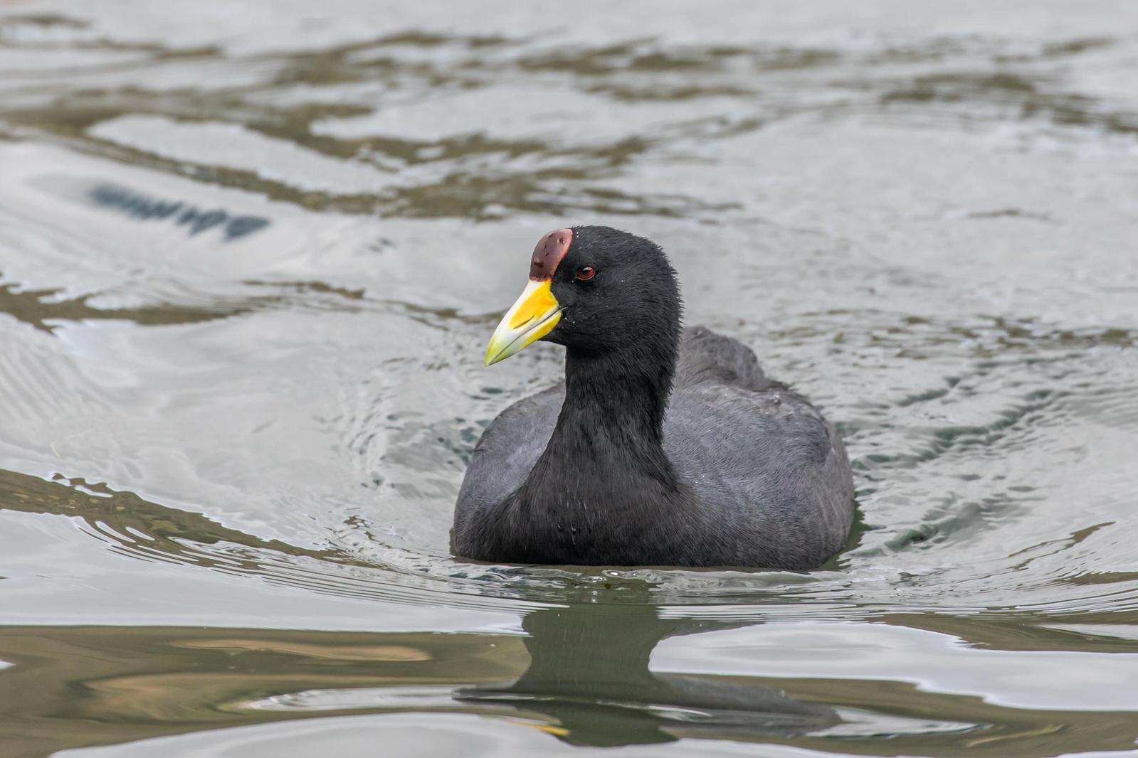 coot sp. Photo by Emily Mitchell